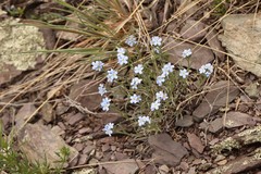 Eritrichium pectinatum