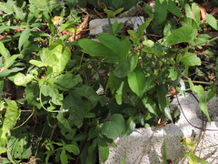 Passiflora ciliata