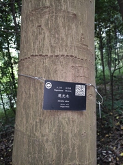 Magnolia odora