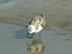 Calidris alba