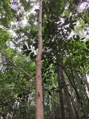 Liriodendron chinense