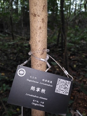 Liriodendron chinense