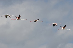 Phoenicopterus roseus