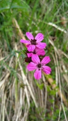 Microbotryum dianthorum