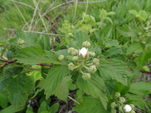 Image of Rubus ablatus by (c) Thomas Koffel, some rights reserved (CC BY)