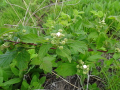 Rubus laudatus