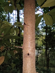 Photinia bodinieri