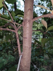 Photinia bodinieri