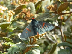 Pyrrhopyge boulleti