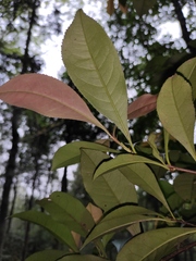 Photinia bodinieri