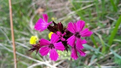 Microbotryum dianthorum