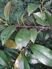 Photinia bodinieri