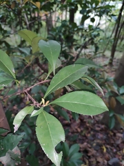Photinia bodinieri