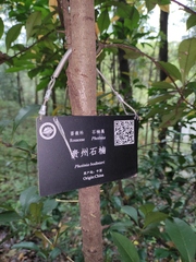Photinia bodinieri