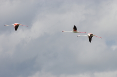 Phoenicopterus roseus