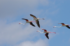 Phoenicopterus roseus