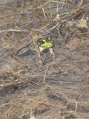 Lithobates clamitans image