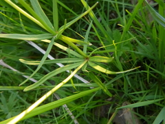 Ranunculus variabilis