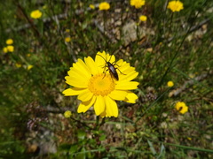 Stenurella approximans