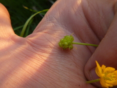 Ranunculus variabilis