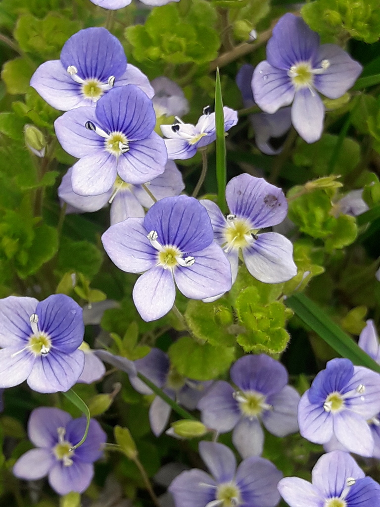 Slender speedwell from Wren's Nest, Dudley DY1, UK on May 16, 2021 at ...