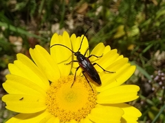 Stenurella approximans