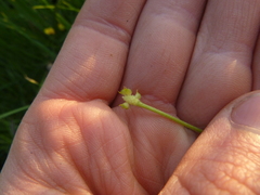 Ranunculus variabilis