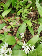 Andrena danuvia