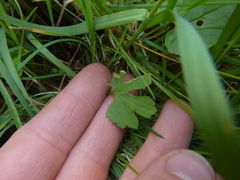 Ranunculus variabilis