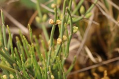 Ephedra equisetina