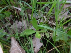 Ranunculus variabilis