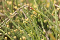 Ephedra equisetina