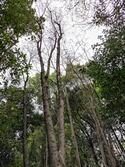 Perkinsiodendron macgregorii