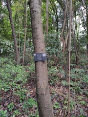 Perkinsiodendron macgregorii