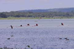 Phoenicopterus roseus