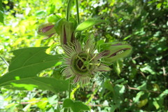 Passiflora porphyretica