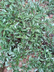 Gardenia stenophylla