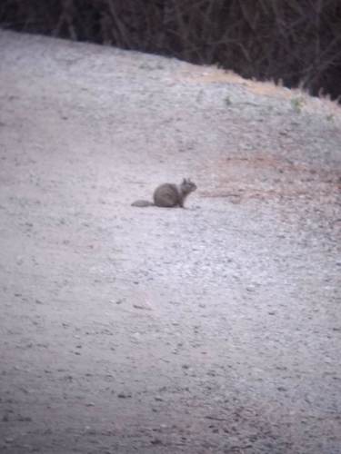 iNaturalist observation photo of California Ground Squirrel