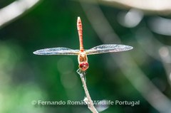 Sympetrum sanguineum