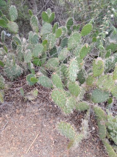 iNaturalist observation photo of Prickly Pears