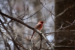 Cardinalis cardinalis
