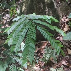 Archidendron clypearia