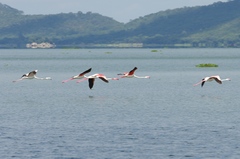 Phoenicopterus roseus