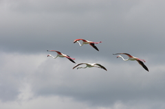 Phoenicopterus roseus