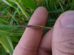Carex hirta