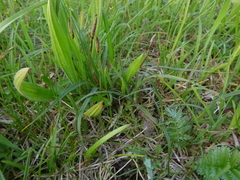 Carex hirta