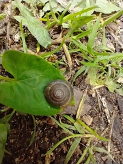 Trochulus striolatus