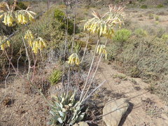 Cotyledon orbiculata spuria