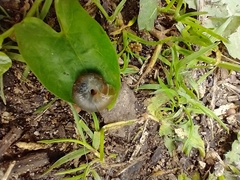 Trochulus striolatus