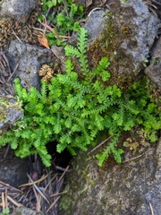 Selaginella douglasii